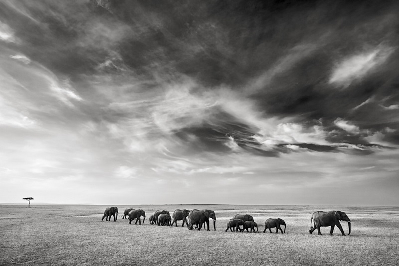 Elephant herd photographed by wildlife photographer Kyriakos KAZIRAS.